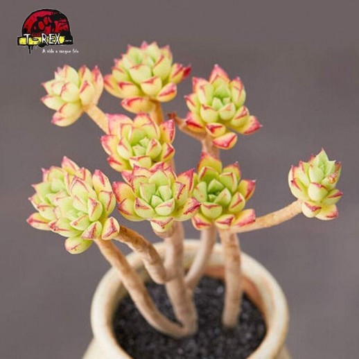 muda de suculenta em maringa
