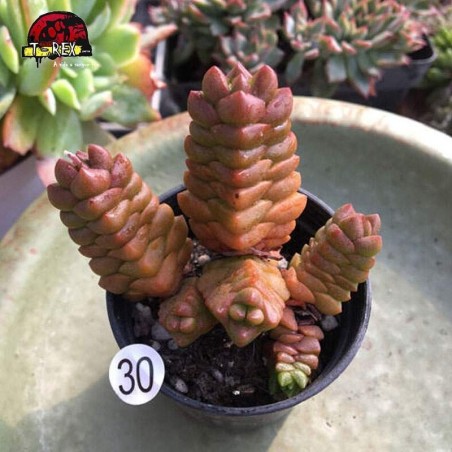 comprar mudas de suculenta rara