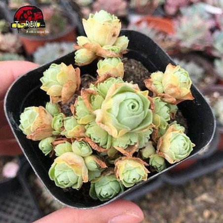 suculenta para venda em sao paulo