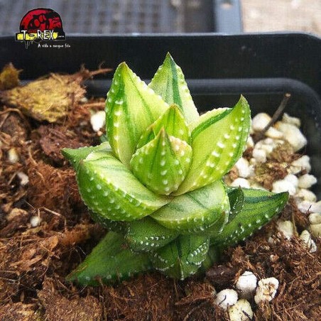 comprar suculenta raridade em santa catarina