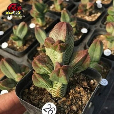 suculenta raridade crassula