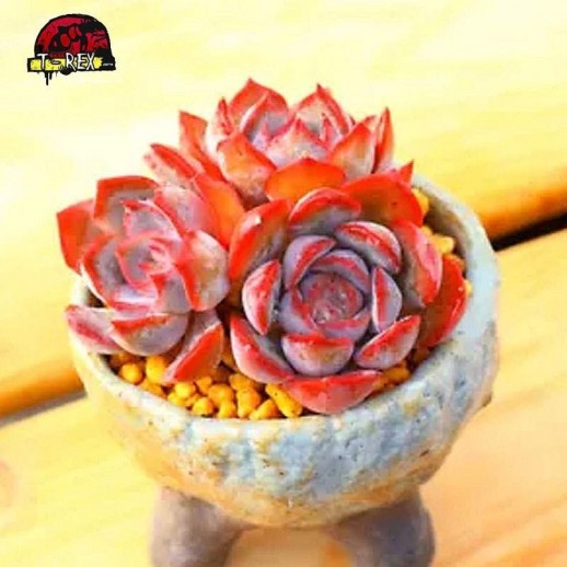 venda de suculenta rara