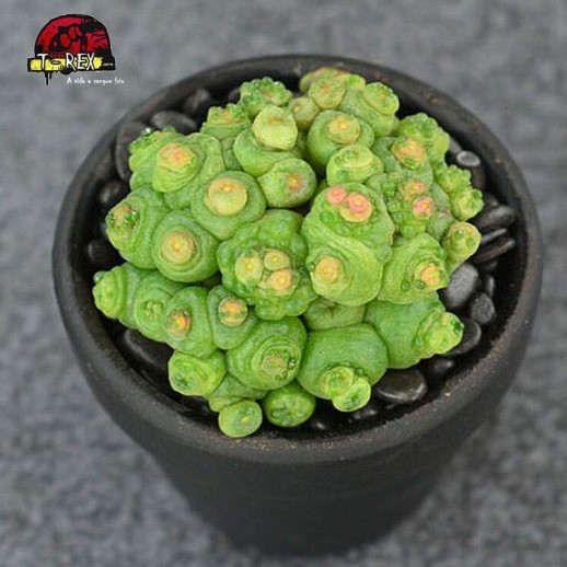 muda de suculenta rara
