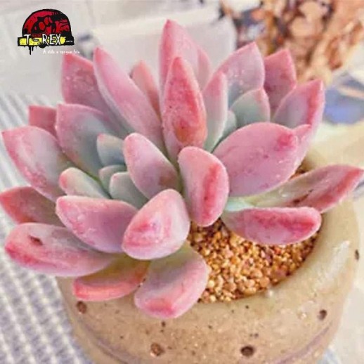 suculenta rara graptoveria