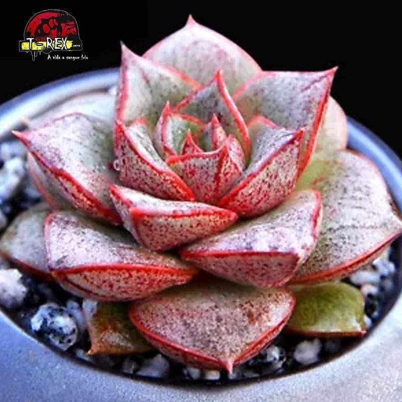 muda de suculenta berger