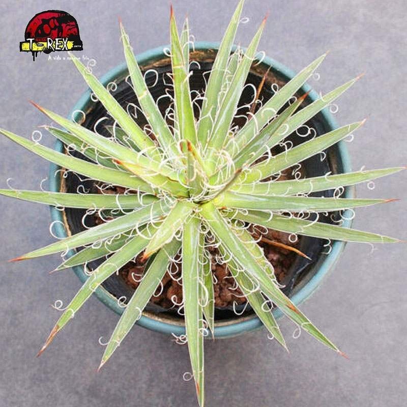 comprar muda de suculenta rara