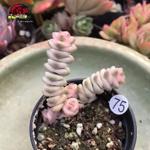comprar muda de suculenta raridade