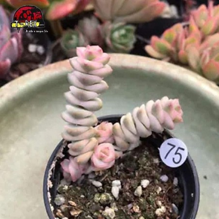 comprar muda de suculenta raridade