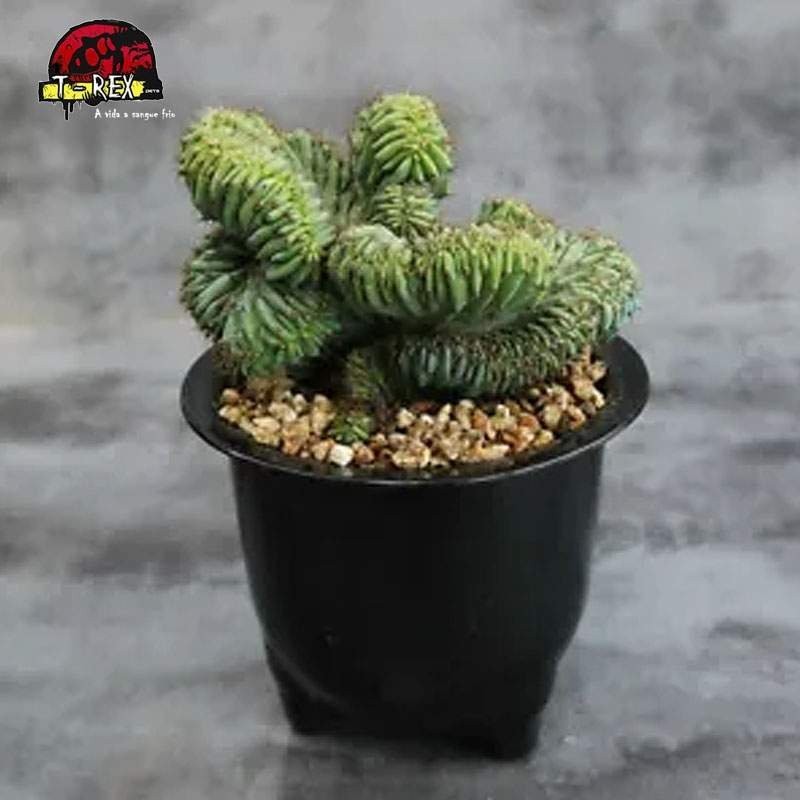 mudas de suculenta rara