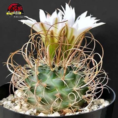 onde comprar suculenta