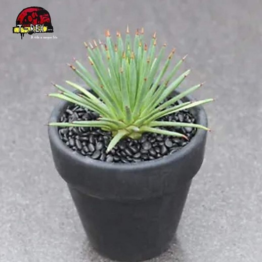 comprar muda de suculenta rara