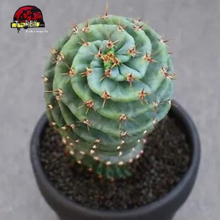 comprar cacto rara
