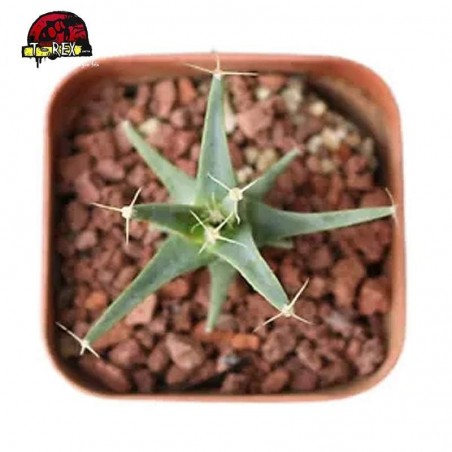 comprar suculenta raridade