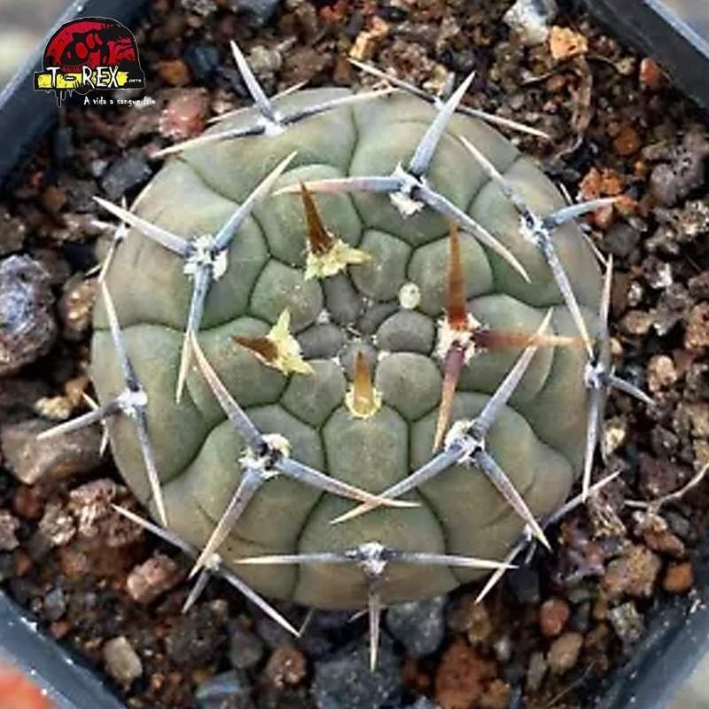 comprar mudas de suculenta