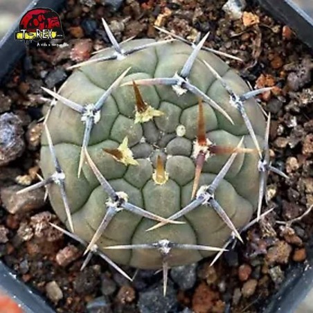 comprar mudas de suculenta