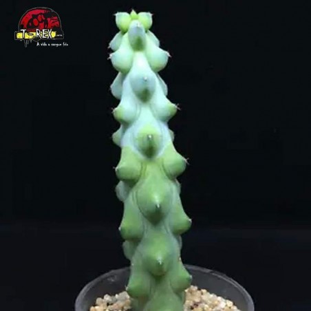 venda de suculenta raridade