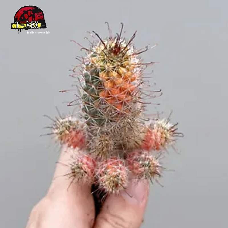 muda de cactos a venda no brasil