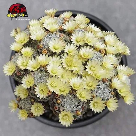 comprar cacto raridade