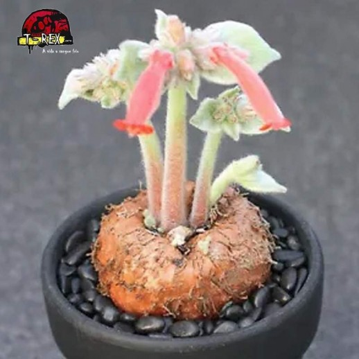 mudas de suculenta rara