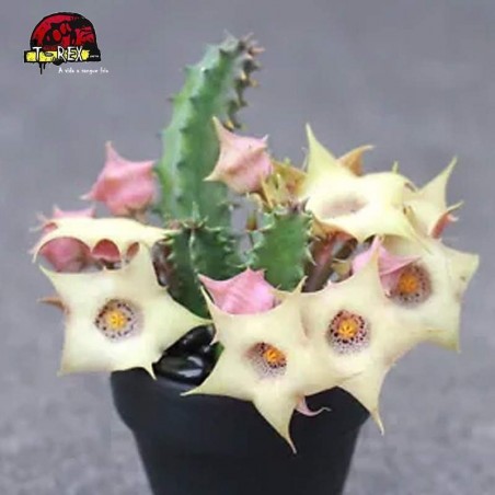 comprar mudas de suculenta rara