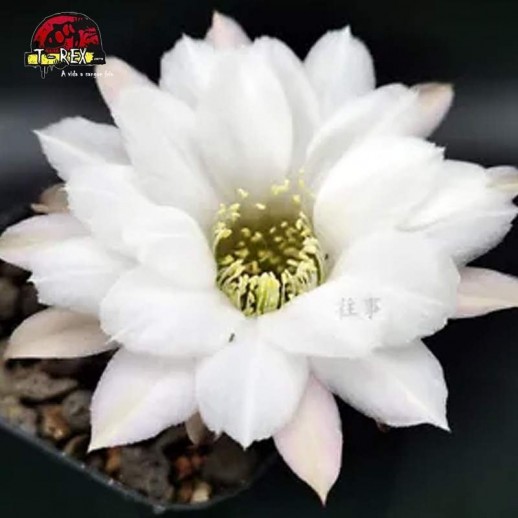 comprar muda de suculenta rara