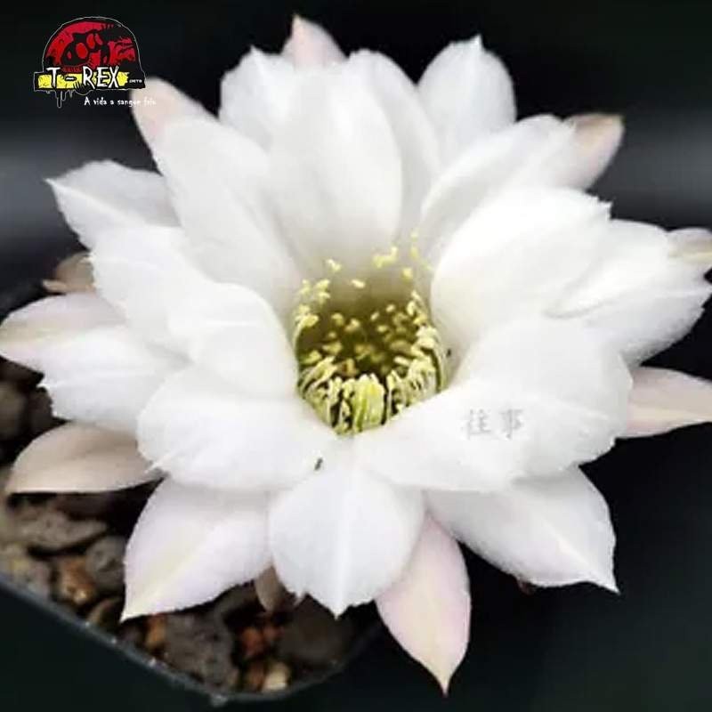 comprar muda de suculenta rara