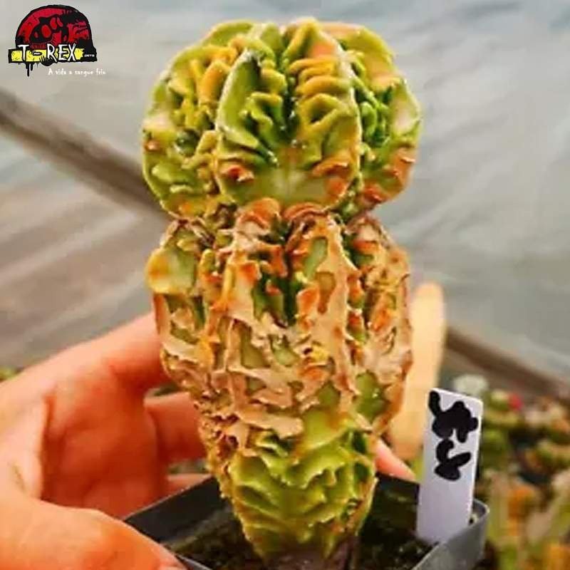 comprar mudas suculenta