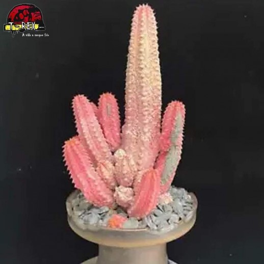 mudas de suculenta rara
