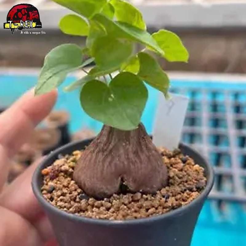 muda de suculenta rara