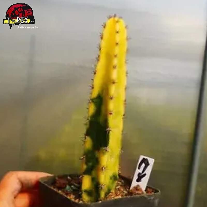 mudas de suculenta rara