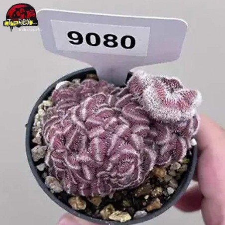mudas de suculenta rara