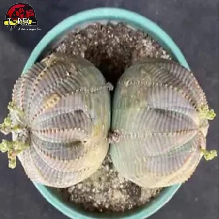 muda de suculenta rara
