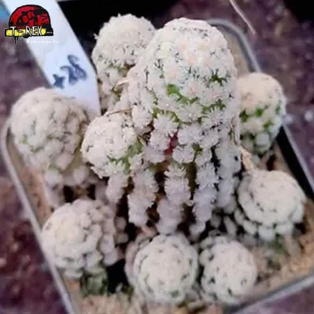 muda de suculenta rara