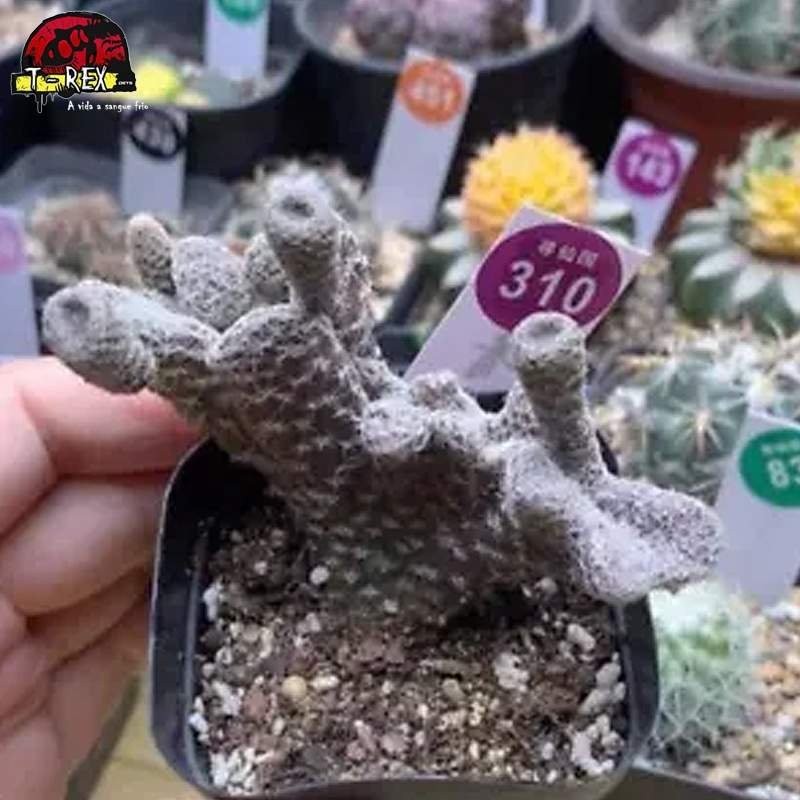 comprar muda de suculenta rara