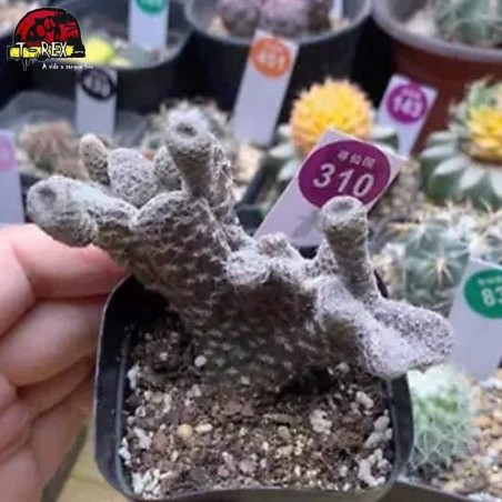 comprar muda de suculenta rara