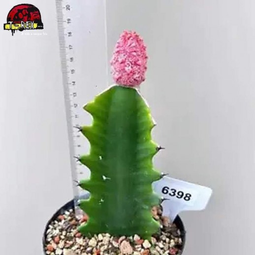 comprar muda de suculenta rara