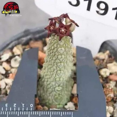 comprar muda de suculenta rara