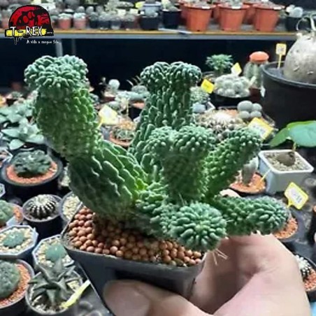 muda de suculenta rara