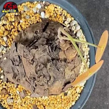 comprar muda de suculenta