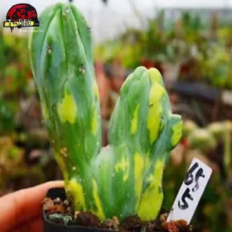 comprar muda de suculenta raridade