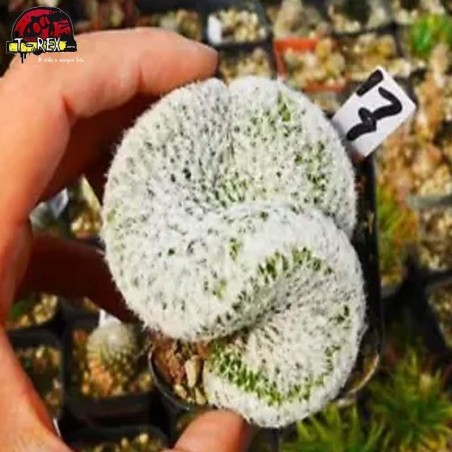 comprar muda de suculenta rara