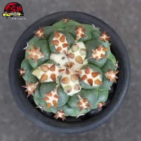 comprar muda de suculenta