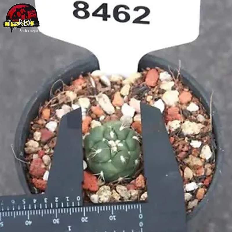 comprar muda de suculenta rara