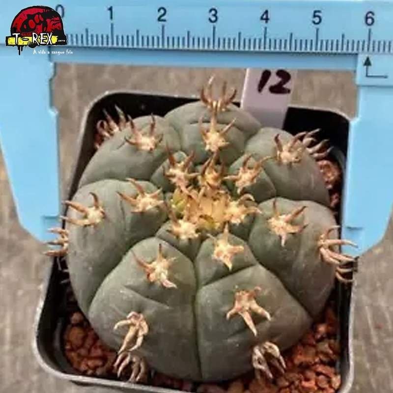 comprar muda de suculenta rara