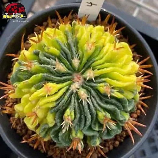 comprar muda de suculenta rara