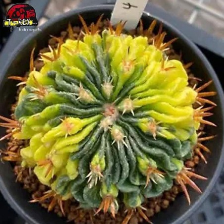 comprar muda de suculenta rara