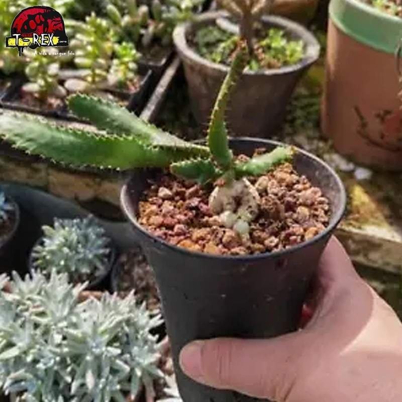 comprar muda de suculenta raridade