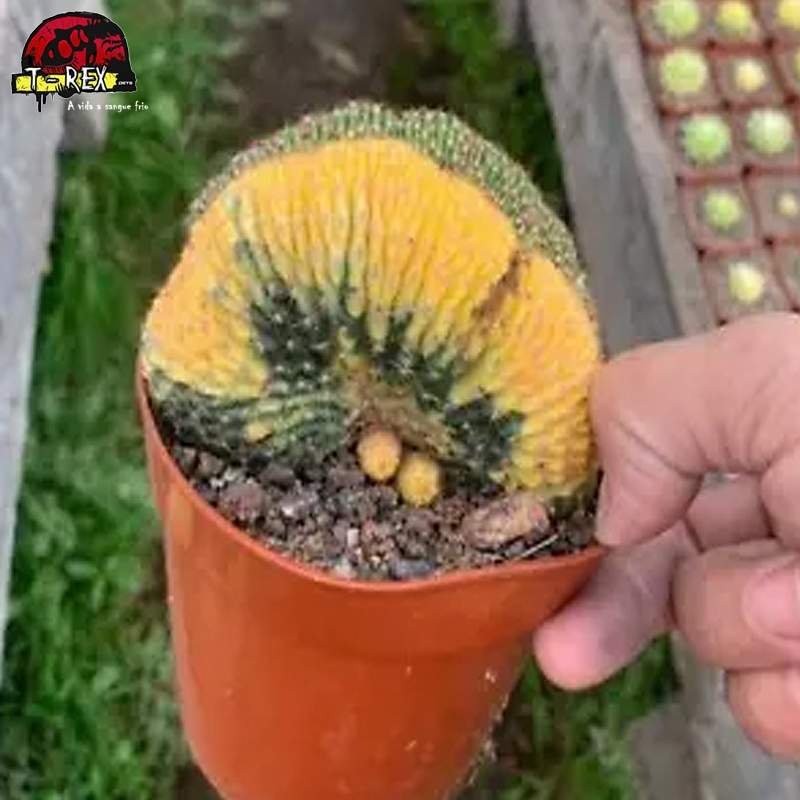 comprar muda de suculenta rara