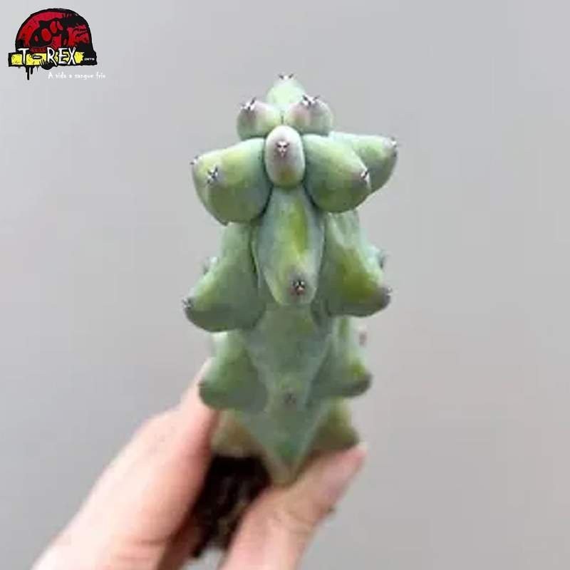 comprar muda de suculenta rara