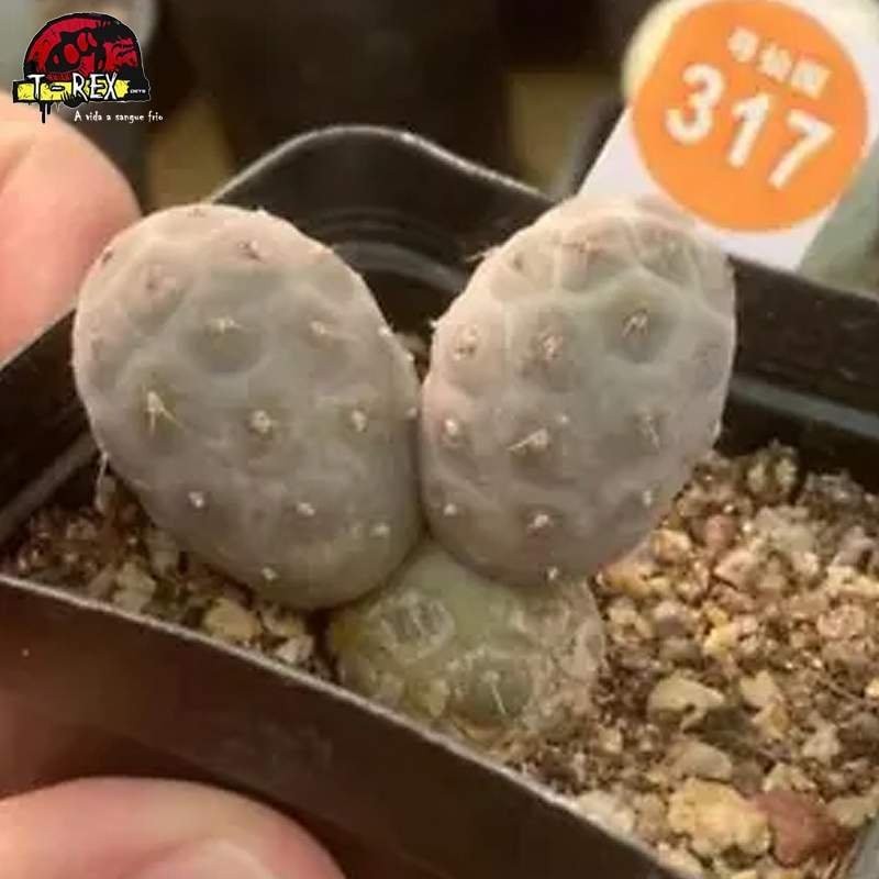 comprar muda de suculenta
